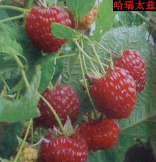 美国树莓品种