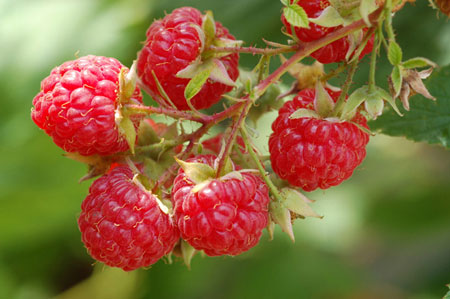H果（艾奇）秋果型双季树莓,树莓苗,树莓果