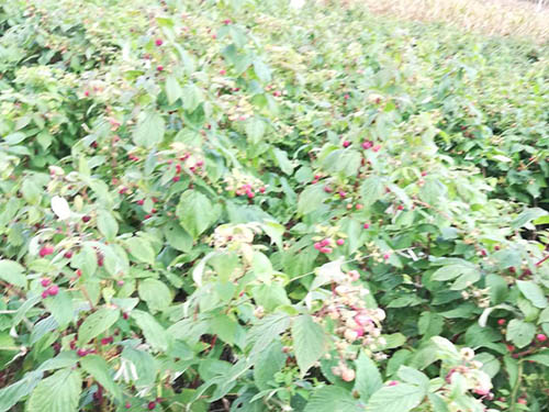 白山树莓苗种植基地