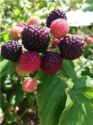 树莓品种介绍