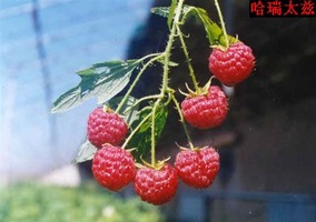 沈阳树莓