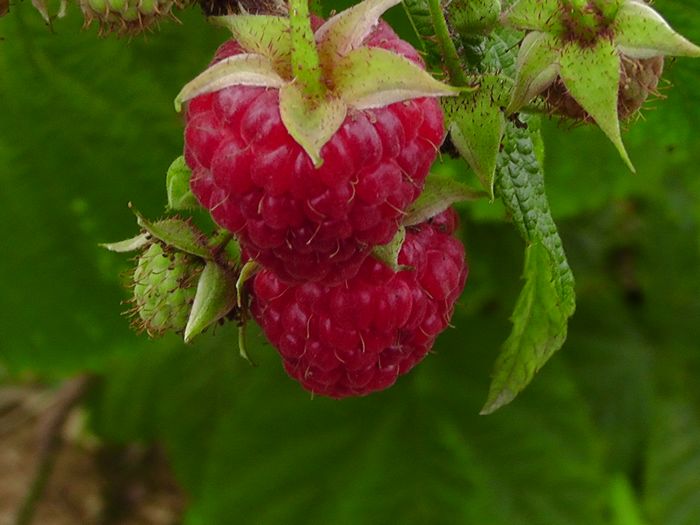 白山树莓苗价格