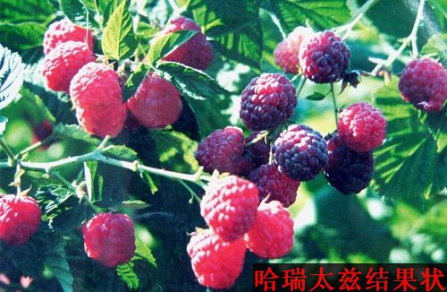 浙江覆盆子树莓