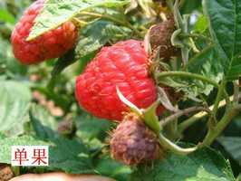 湖南树莓