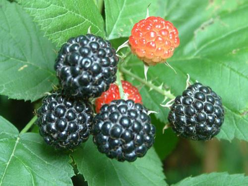 黑水晶：夏果单季黑树莓